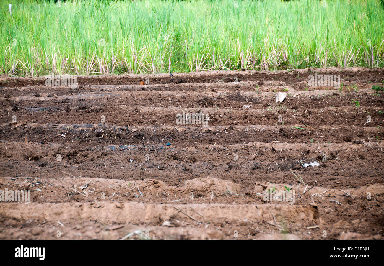Ploughed paddy field closeup with rice crop on background Stock Photo