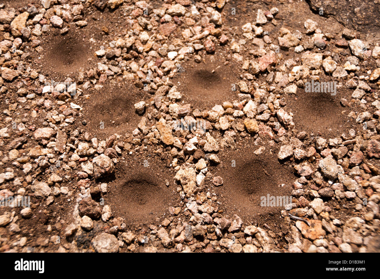 Sand pit traps of an antlion, doodlebug Stock Photo