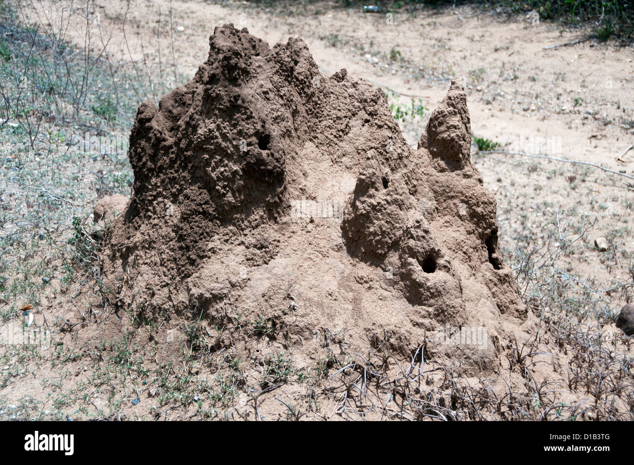 Termite mound, Kerala, India Stock Photo