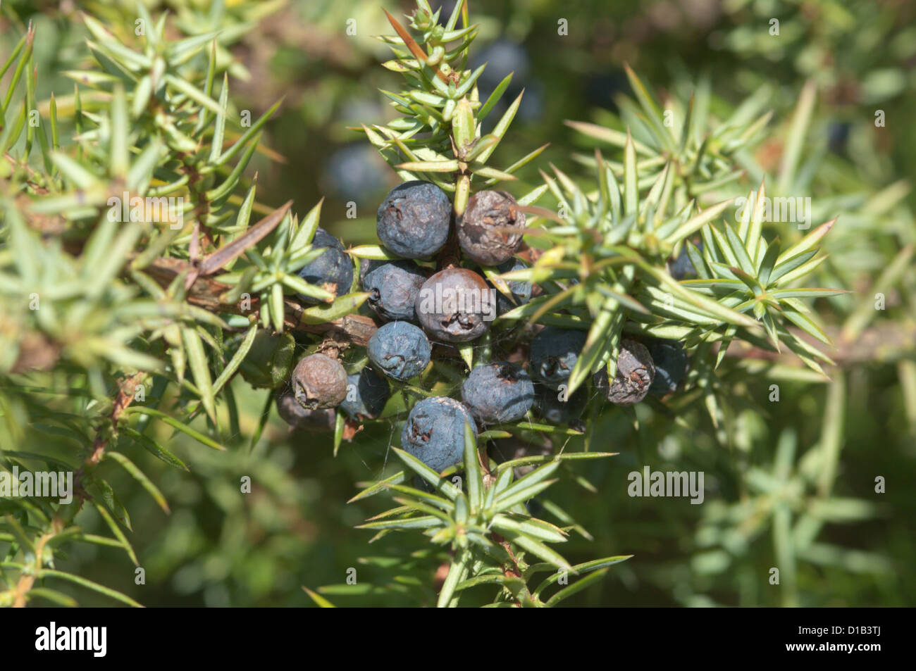 Common Juniper (Juniperus communis) Noar Hill, Selborne Hants September Stock Photo