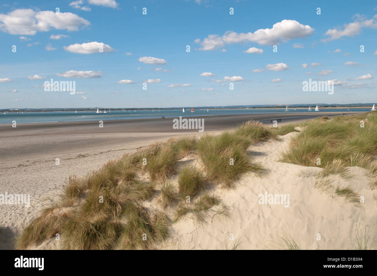 East Head, West Wittering, West Sussex, UK. Marram grass (Ammophila
