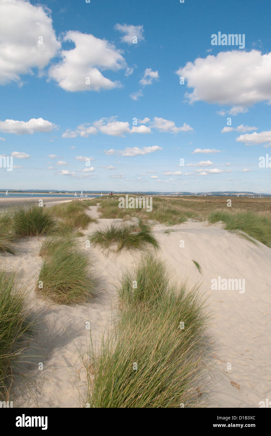 East Head, West Wittering, West Sussex, UK. Marram grass (Ammophila