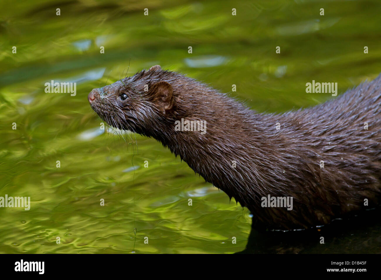 American mink (Neovison vison / Mustela vison), mustelid native to North America on river bank Stock Photo