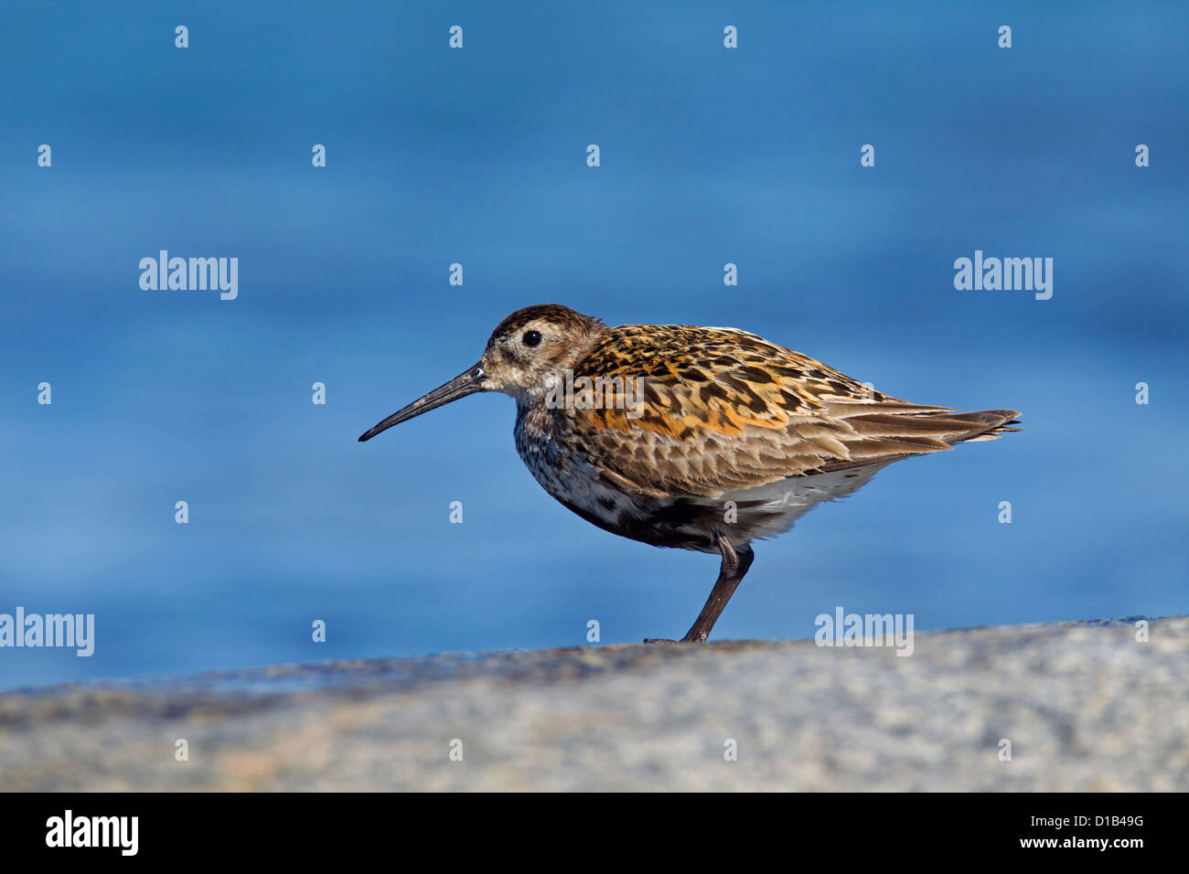 Dunlin (Calidris alpina) in breeding plumage on rock along the coast Stock Photo