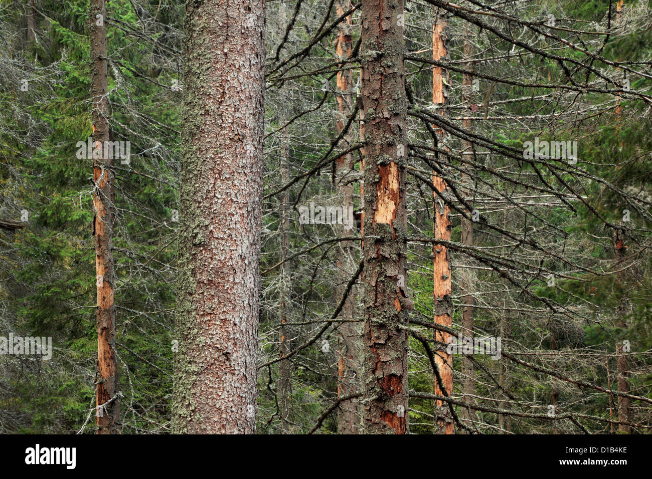 Pine forest in the Tatras Mountain region of Slovakia Stock Photo