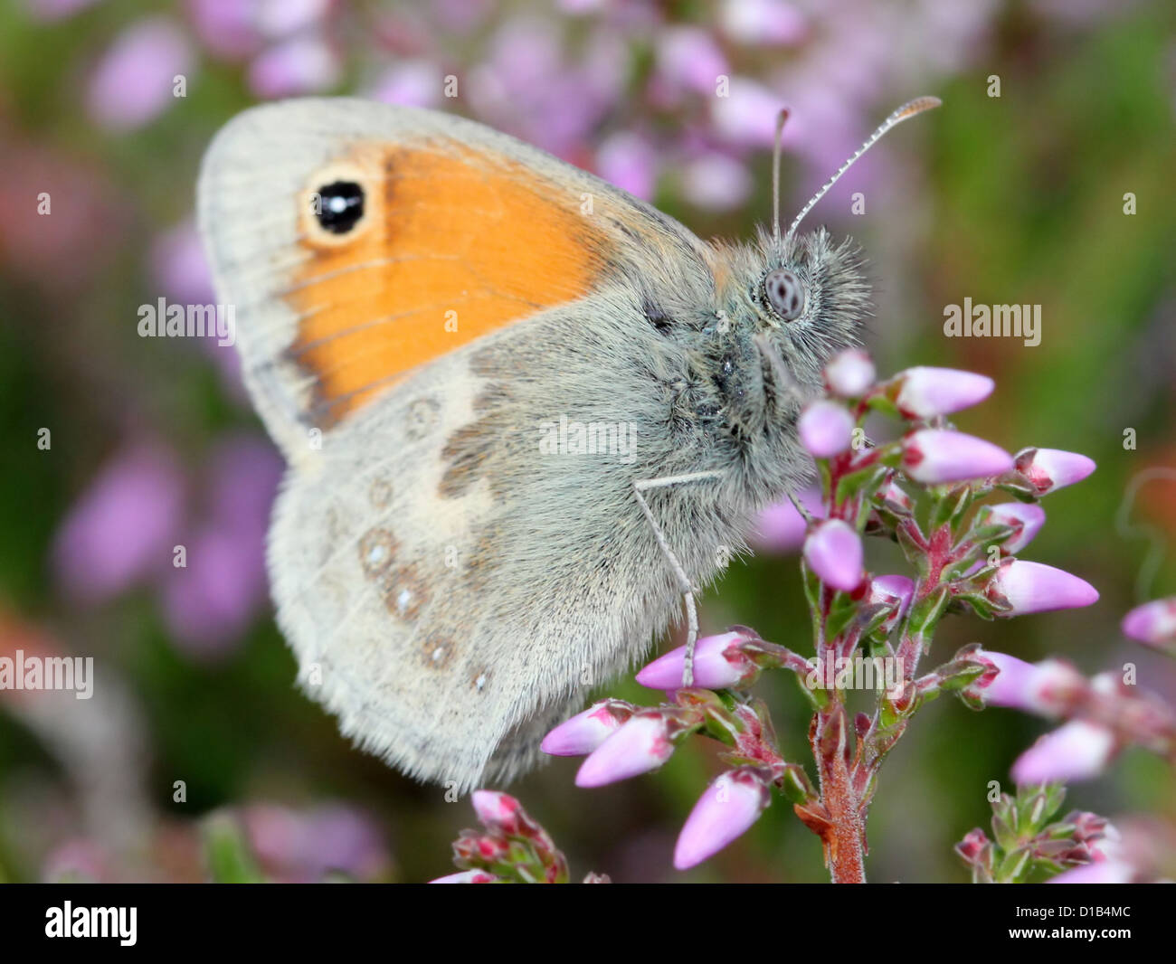 Small heath butterfly (Coenonympha pamphilus) in a summer meadow Stock Photo