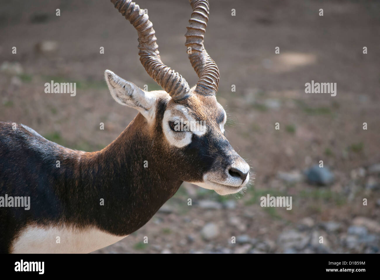 Male blackbuck, (Antilope cervicapra), antelope species native to the Indian Subcontinent. Stock Photo