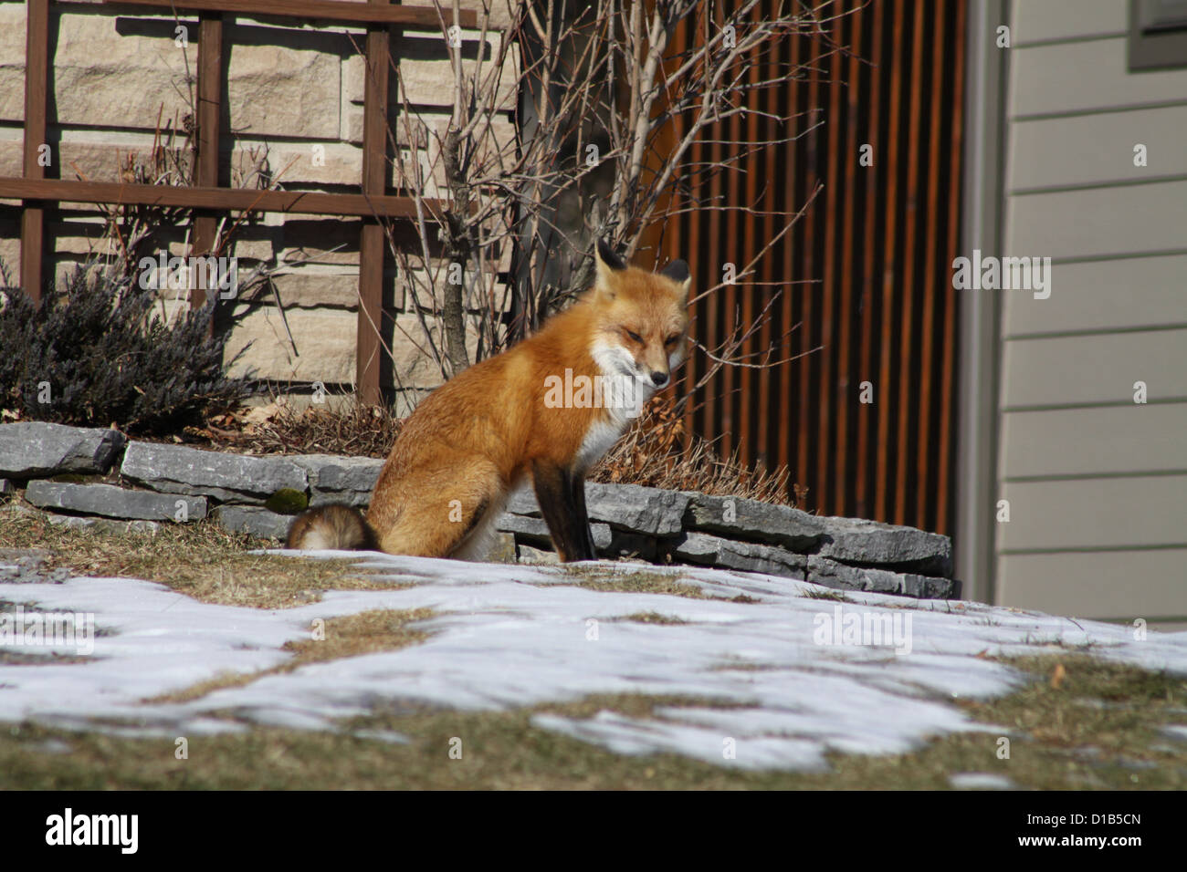 Wild, Red Fox sitting on a partially snow covered grass yard of a house in the suburbs of a small city. Stock Photo