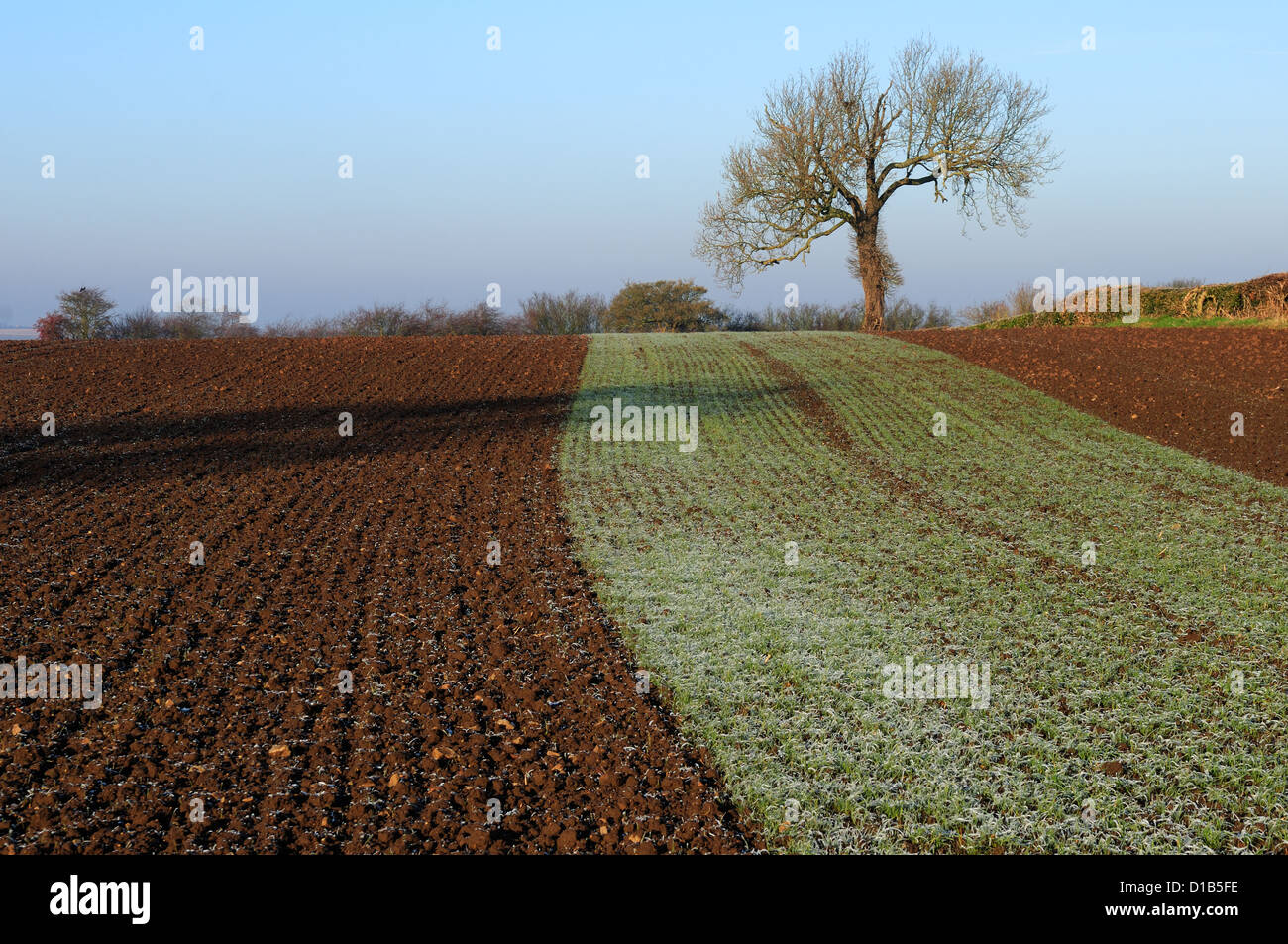 😎 Open field farming. What are the disadvantages of open field system