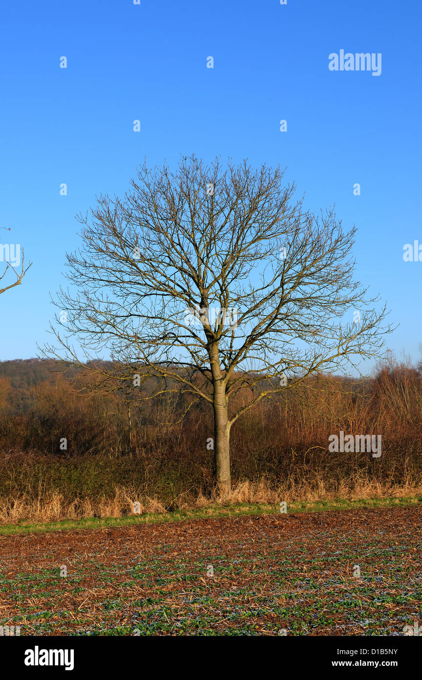 Ash Tree Winter Uk Stock Photos & Ash Tree Winter Uk Stock Images Alamy