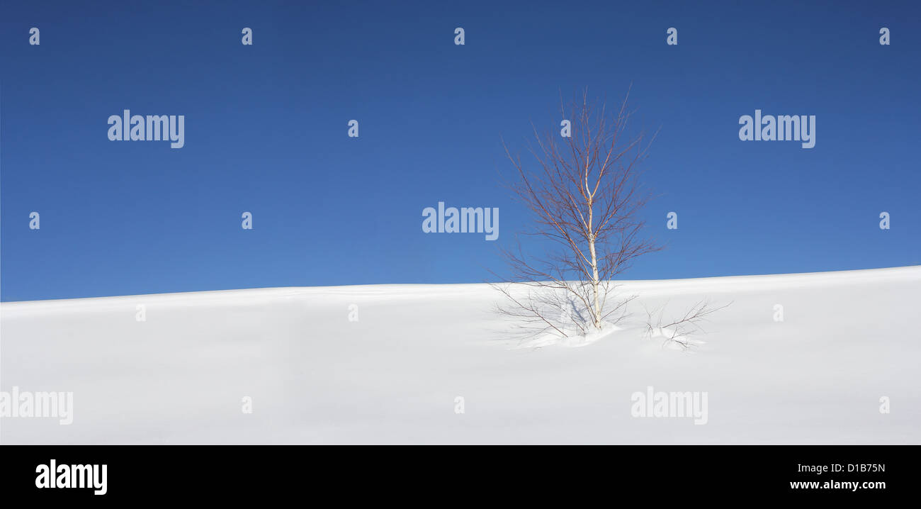 Lonely birch tree in the snow with a background of blue sky Stock Photo
