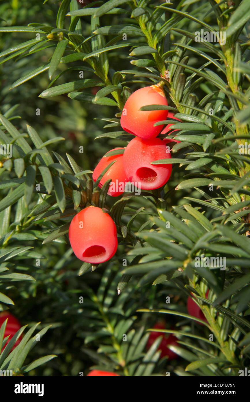 yew berries Stock Photo Alamy