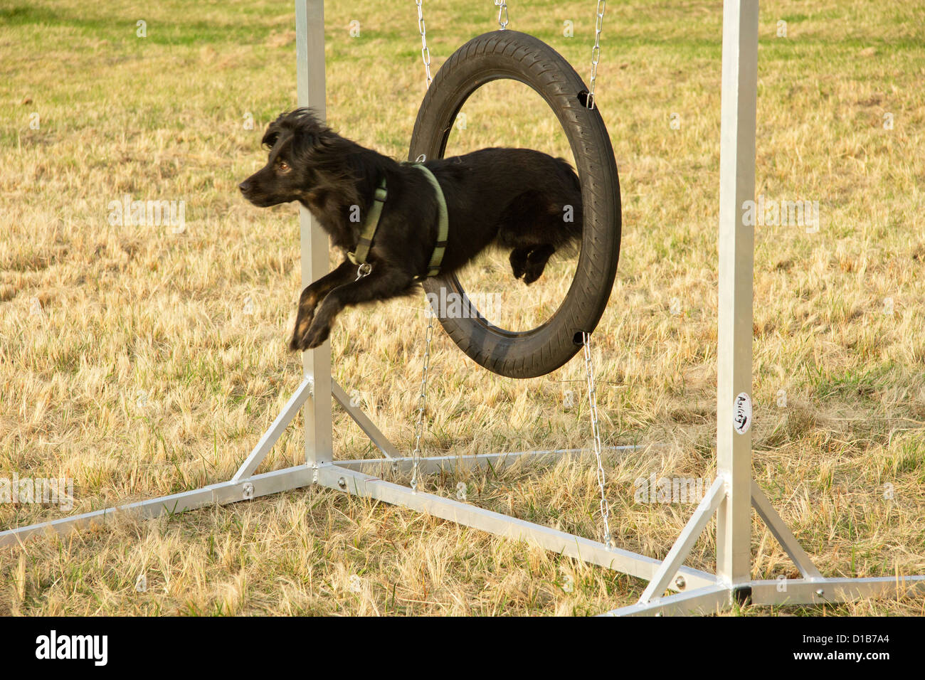 little dog doing agility training at a pet obedience school