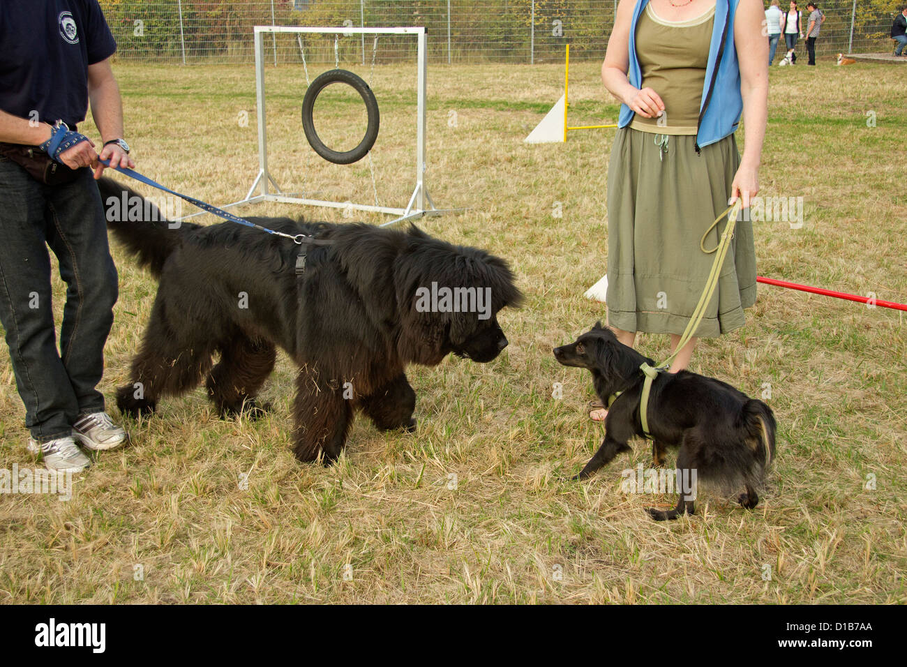 big dog and little dog getting to know each other at agility training, pet obedience school, Wilhelmsburg, Hamburg, Germany Stock Photo