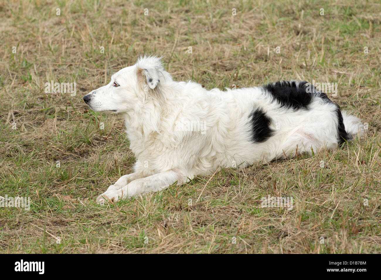 deaf Border Collie lying on a meadow Stock Photo