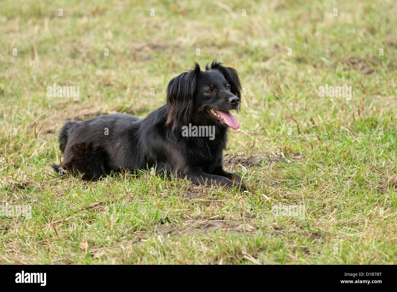 portrait of a small black mongrel dog Stock Photo - Alamy