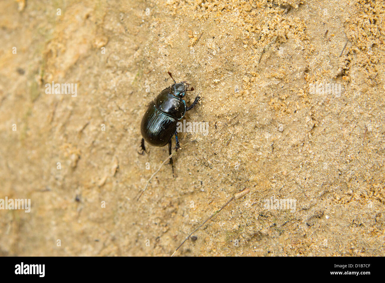 dung beetle (Geotrupidae) Stock Photo