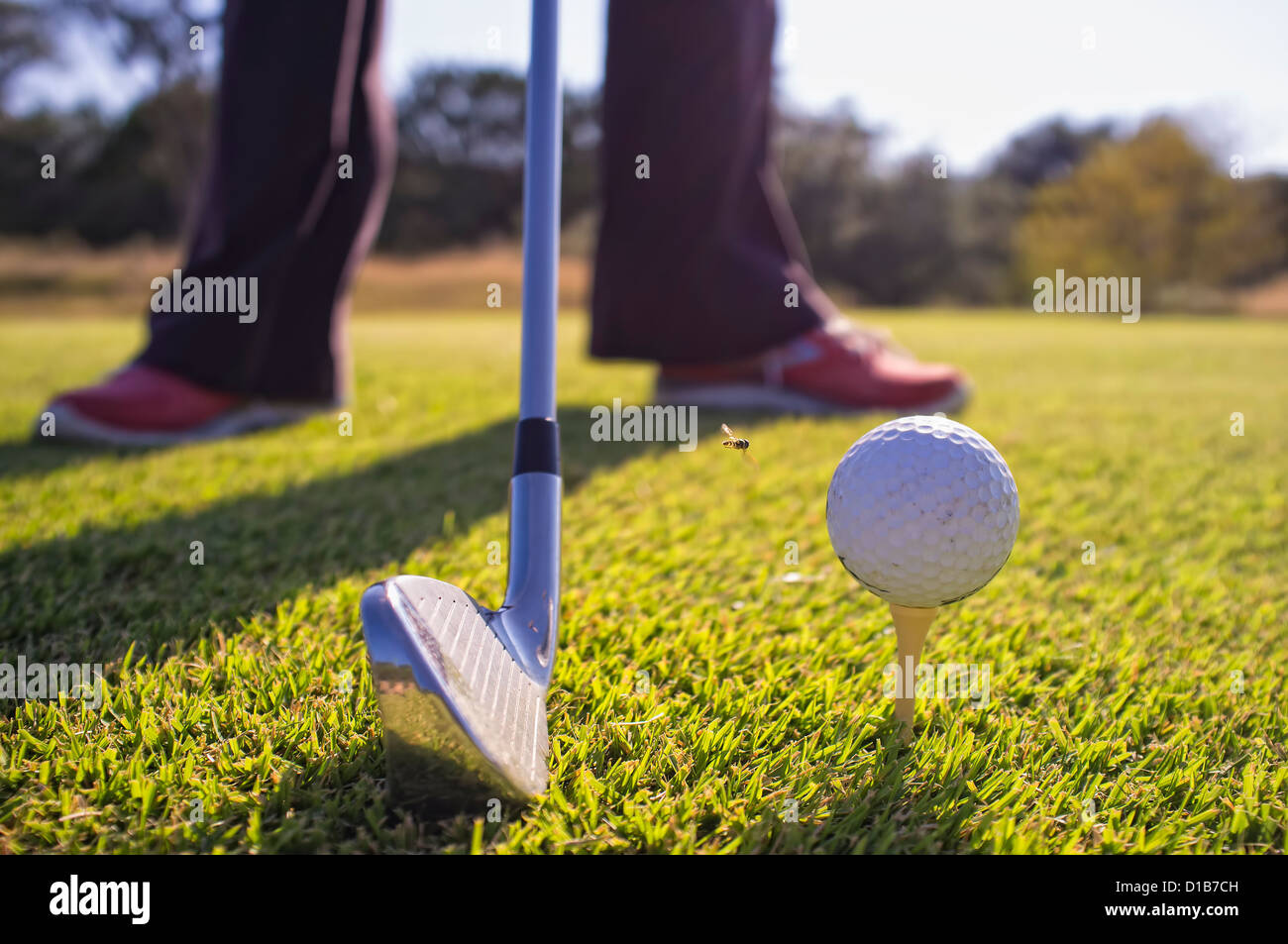 Golf ball on a tee, flying insect approaching Stock Photo Alamy