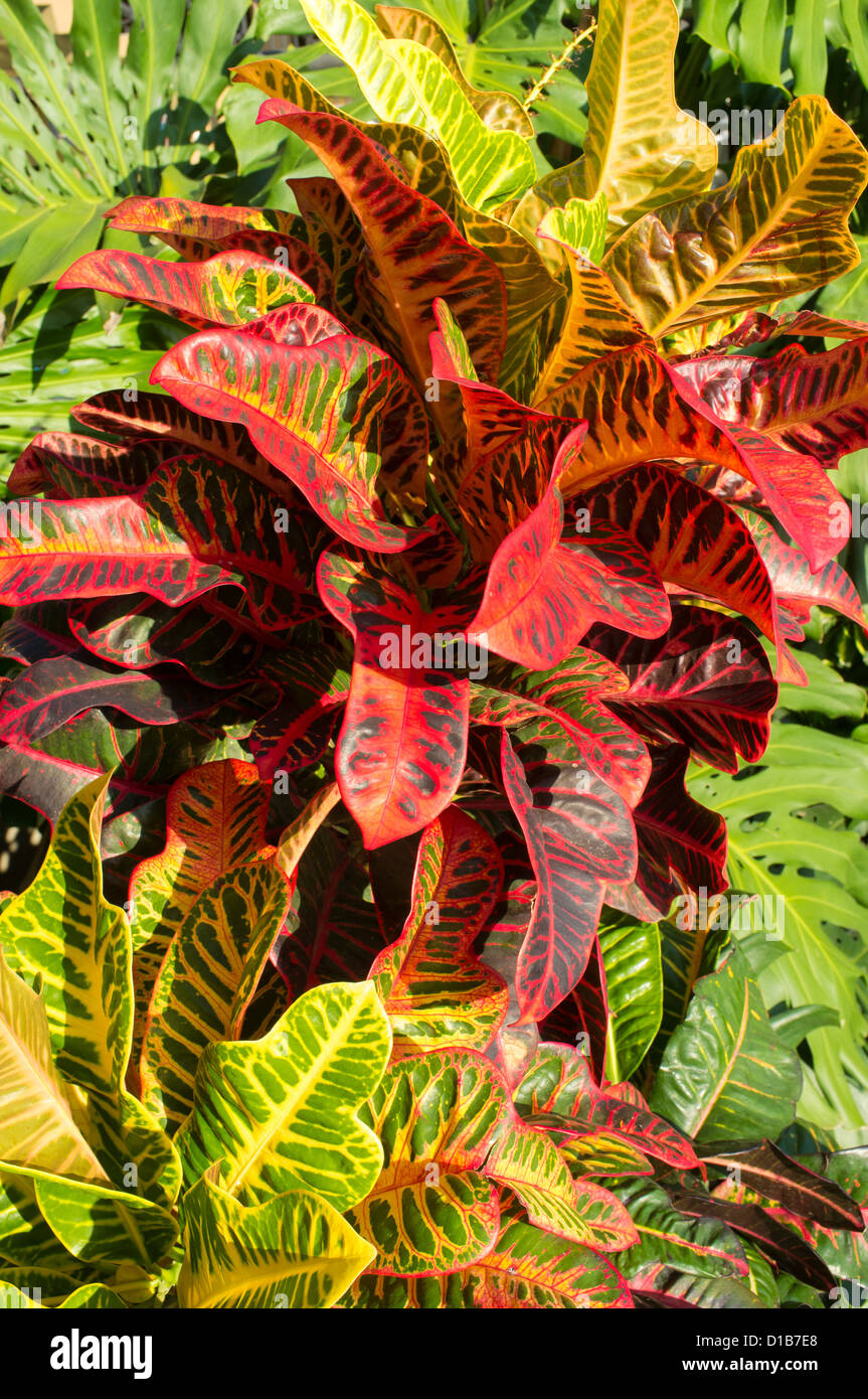 Background of lush tropical rainforest vegetation Stock Photo - Alamy