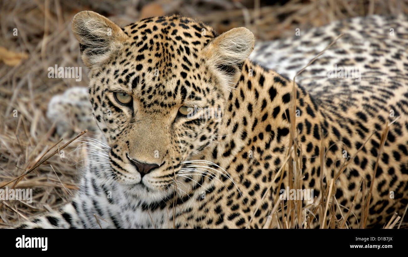Curious Leopard, Sabi Sands, Kruger National Park, South Africa Stock Photo
