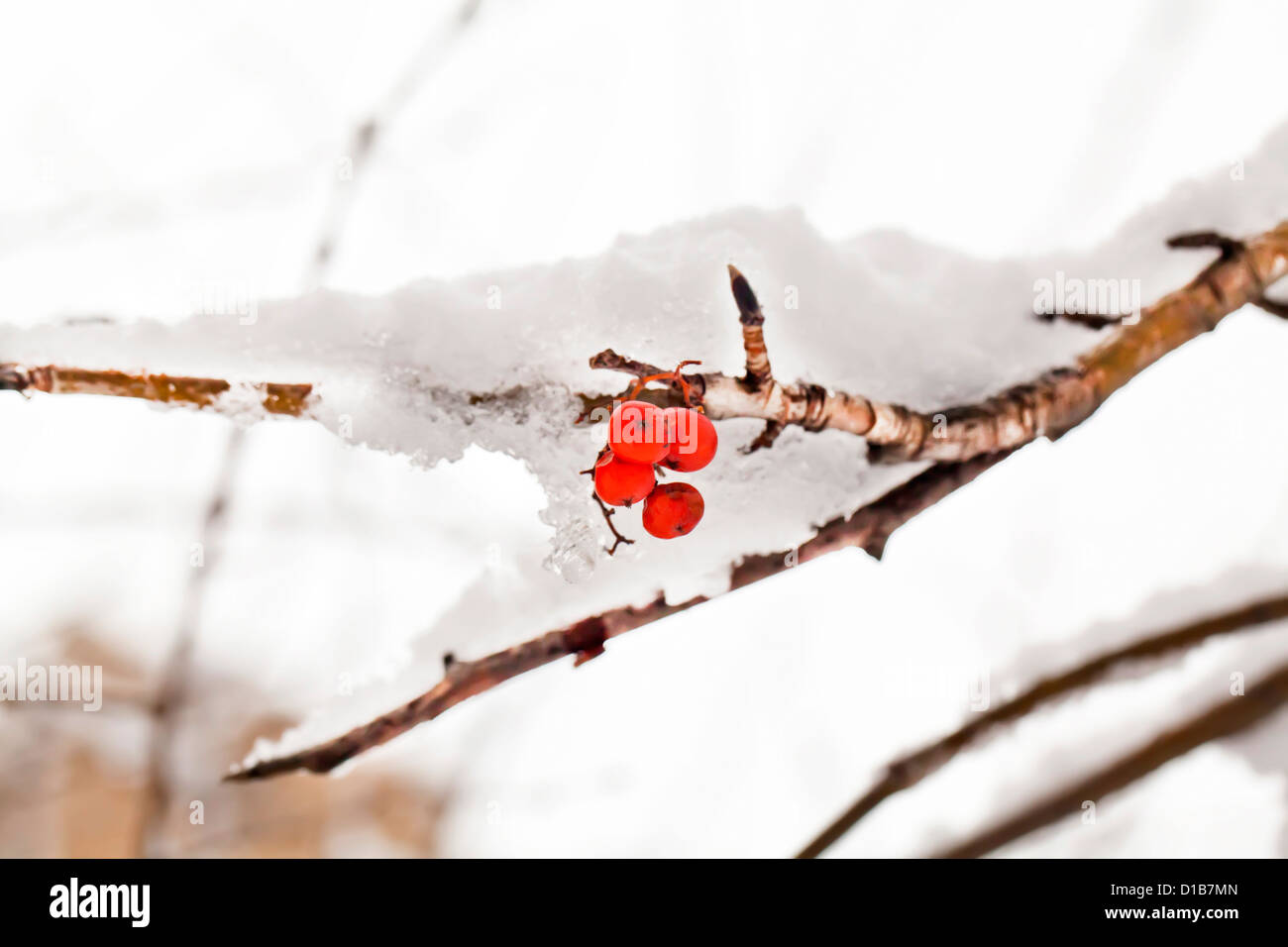 Red berries of rowan tree under snow in winter Stock Photo - Alamy