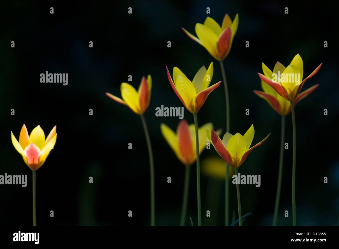 Berlin, Germany, tulips on a dark background Stock Photo