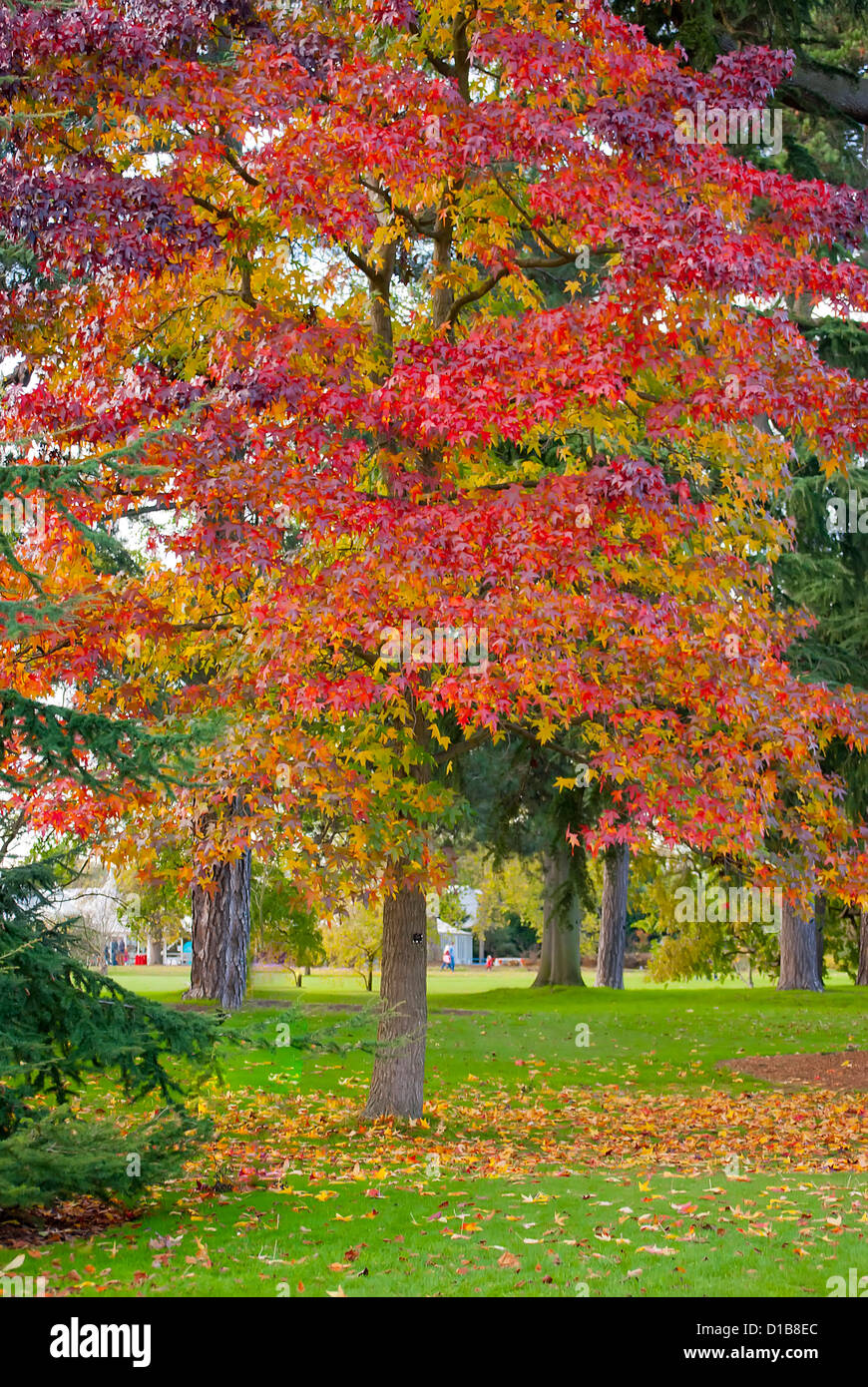 Autumn season at Kew Gardens, London Stock Photo