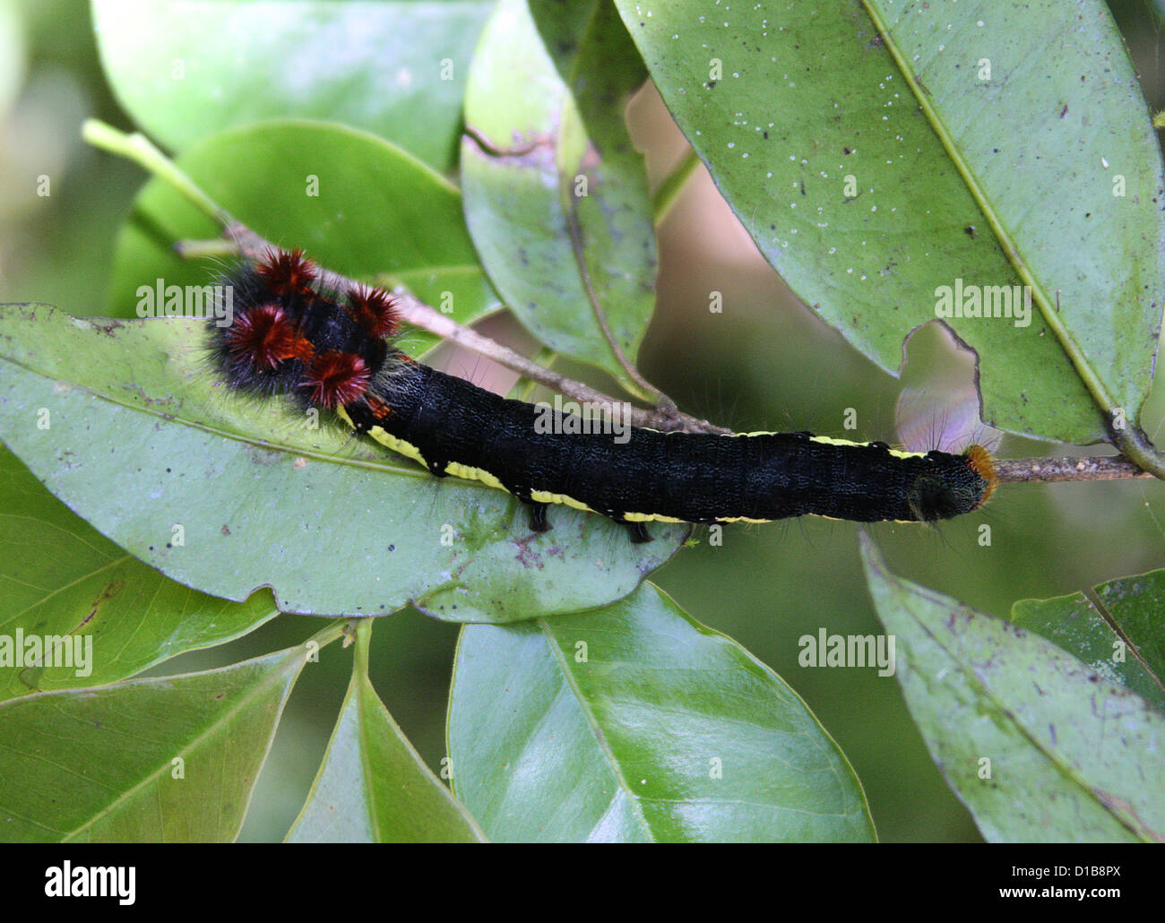 A Lappet Moth Caterpillar, Borocera or related species, Lasiocampidae. Ranomafana National Park, Madagascar, Africa. Stock Photo
