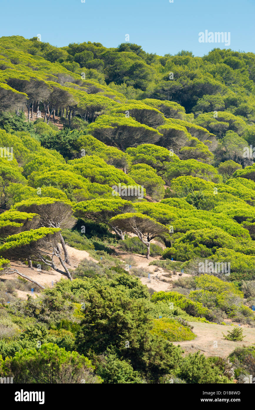 Forest in Caños de Meca, Cape Trafalgar, Costa de la Luz, Cadiz, Andalusia, Spain. Stock Photo