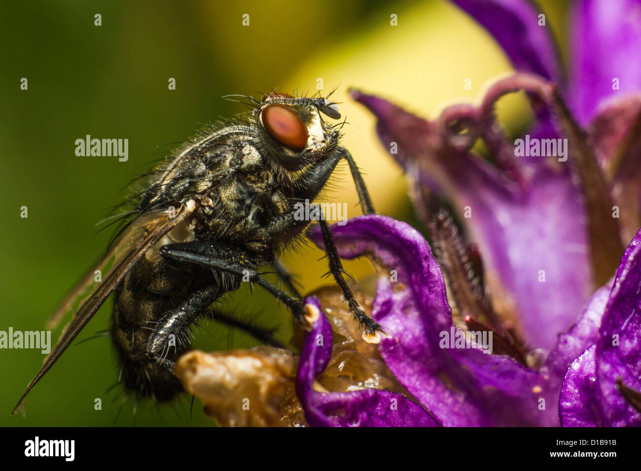 Portrait of a Fly Stock Photo