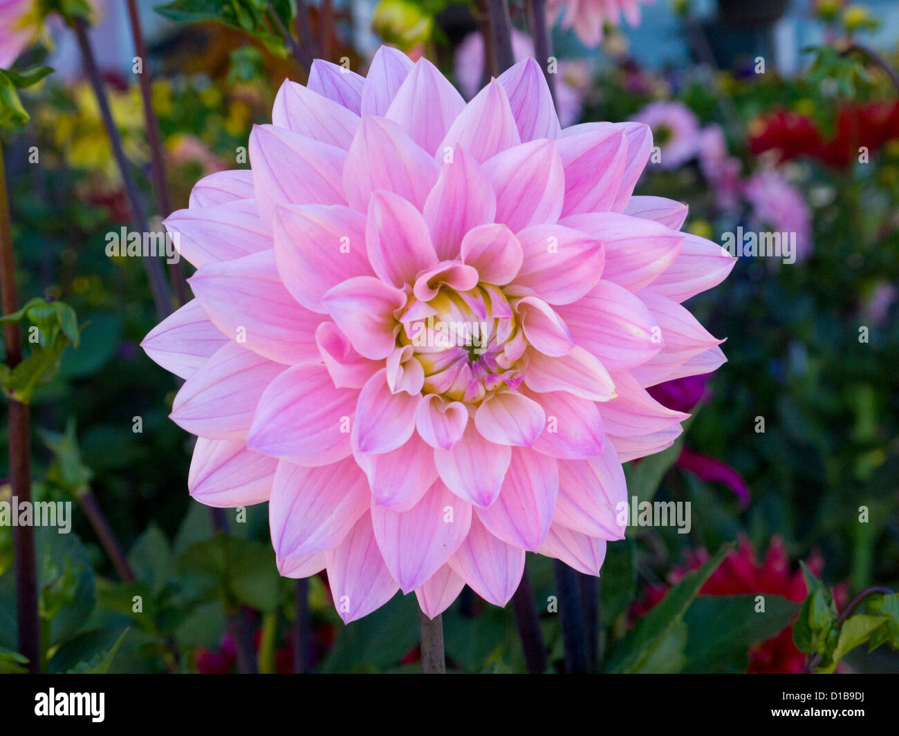flowers in California USA Stock Photo - Alamy
