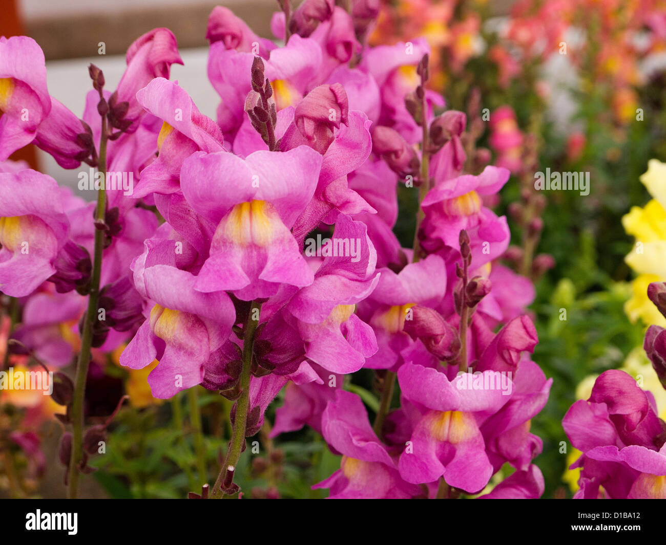 flowers in California USA Stock Photo Alamy