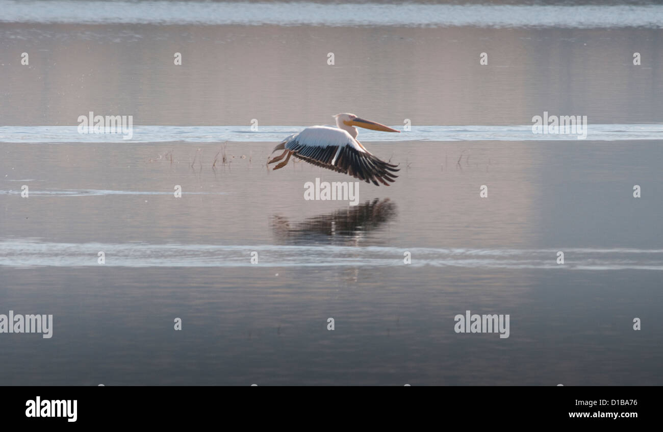 Great white pelican flying over Lake Nakuru Stock Photo