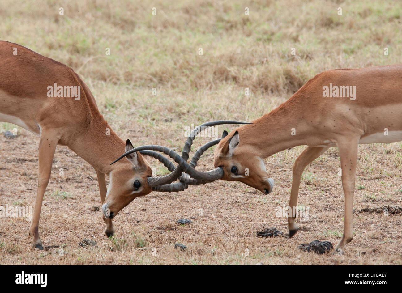 Two male impalas sparring Stock Photo