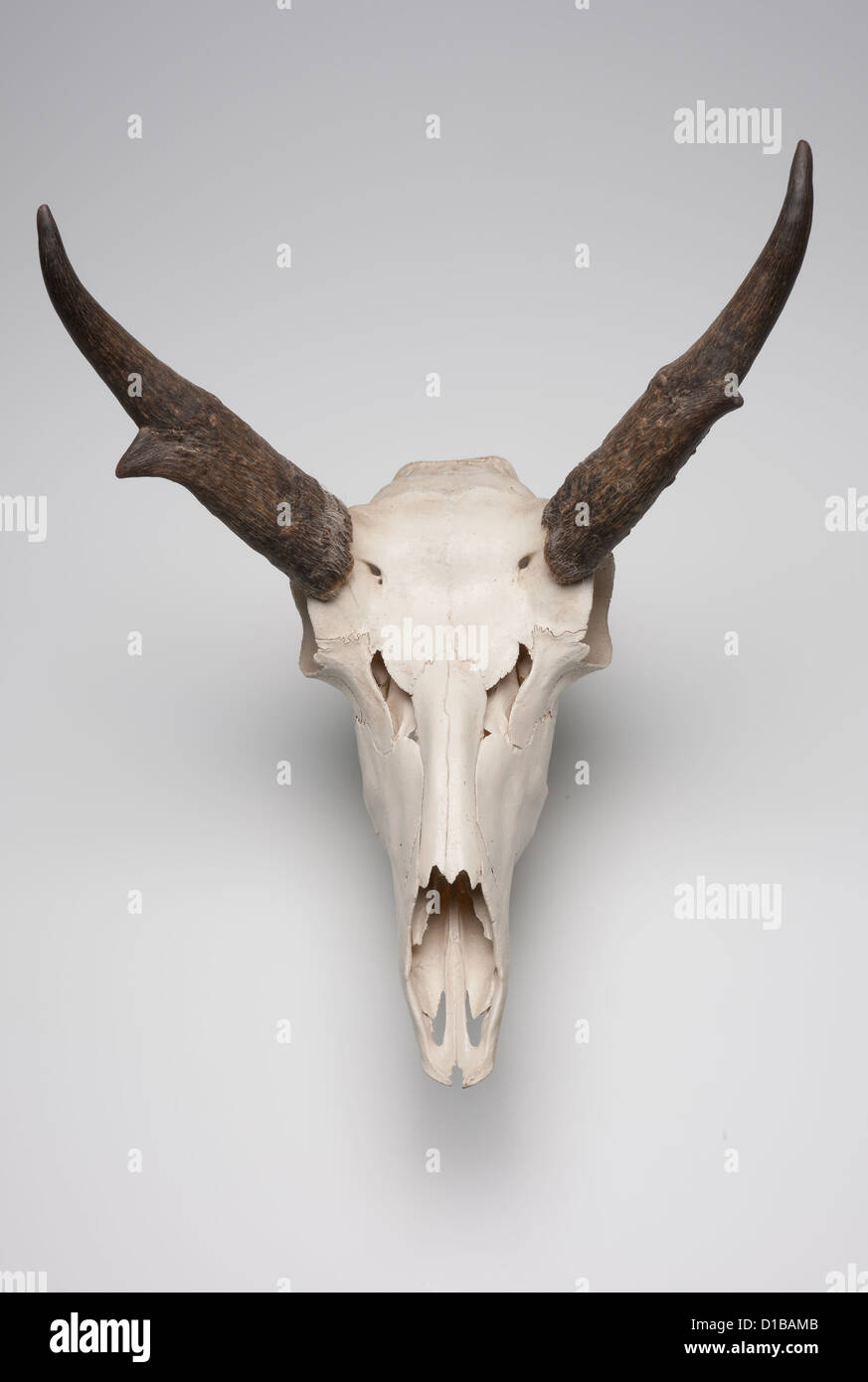 Pronghorn Antelope Skull Stock Photo - Alamy