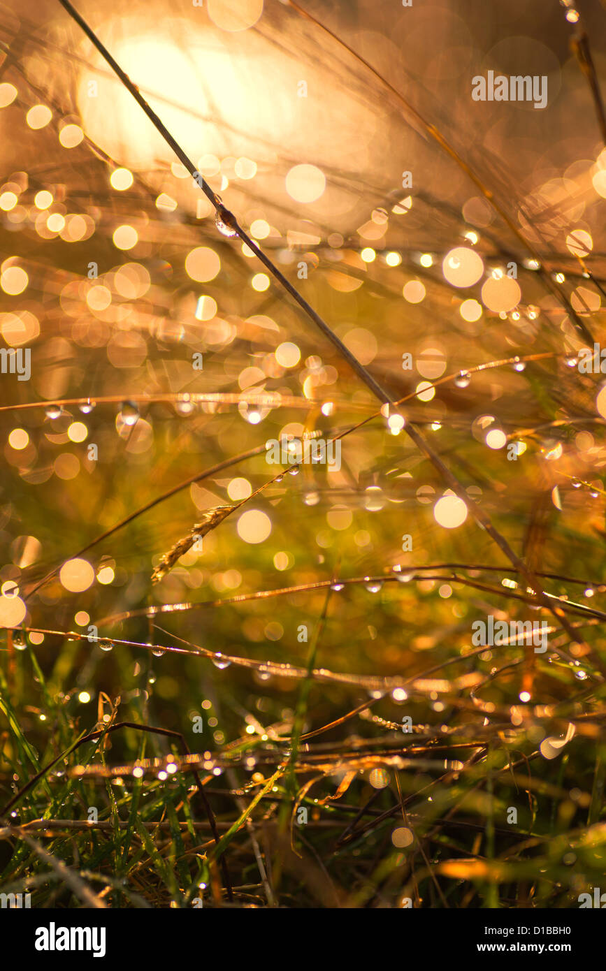 Natures scene hi-res stock photography and images - Alamy