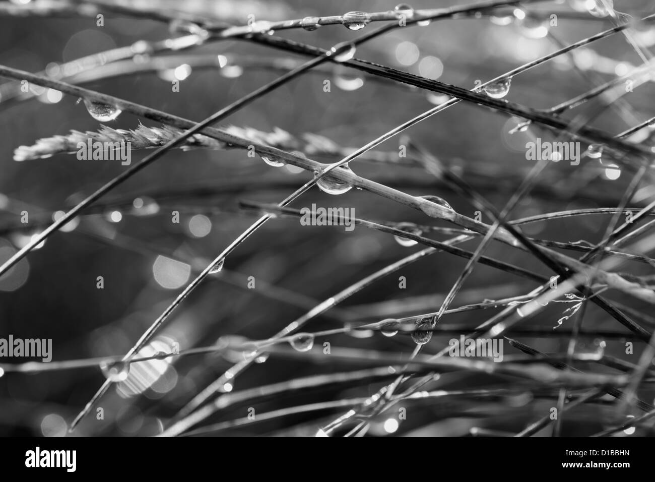 Natures texture Black and White Stock Photos & Images - Alamy