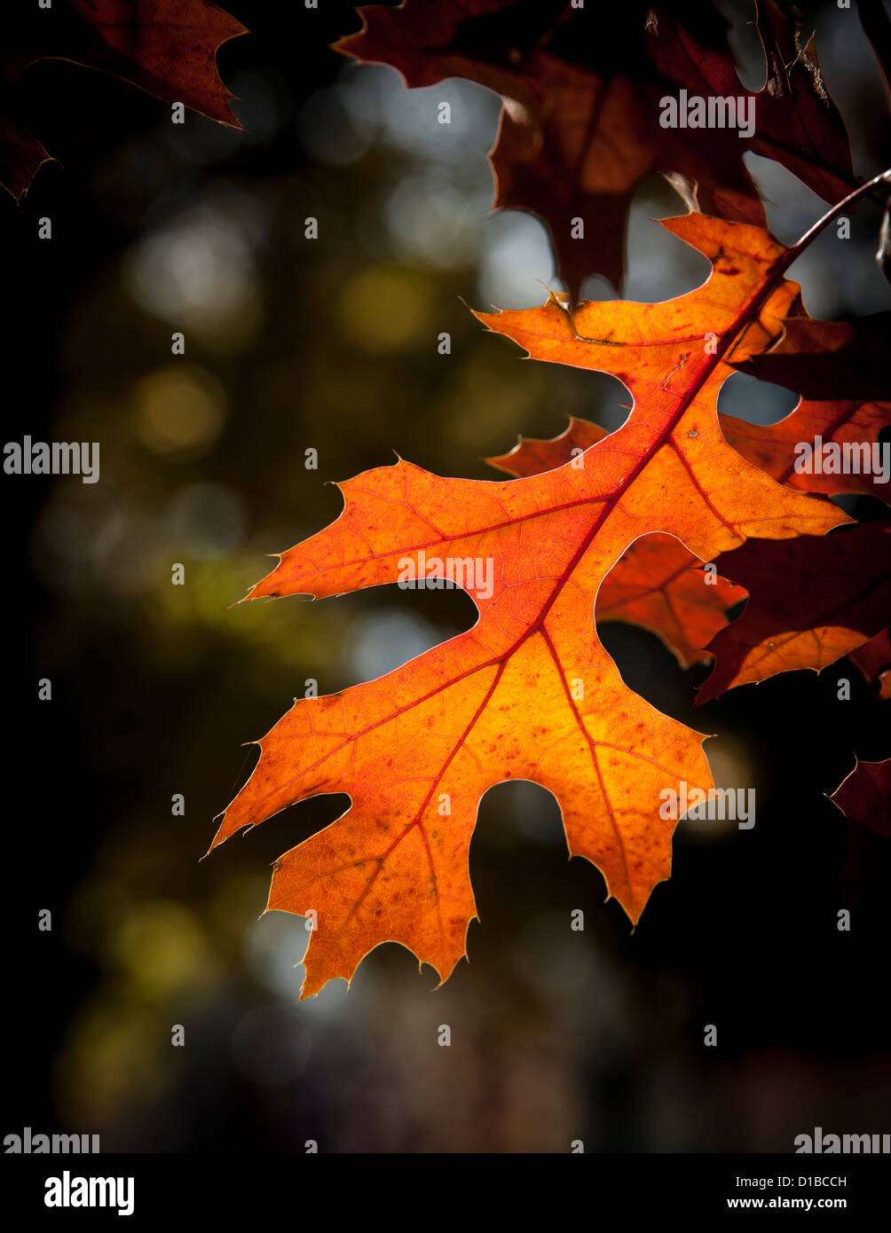 Orange color of an oak leaf during fall in Boise, Idaho. Stock Photo