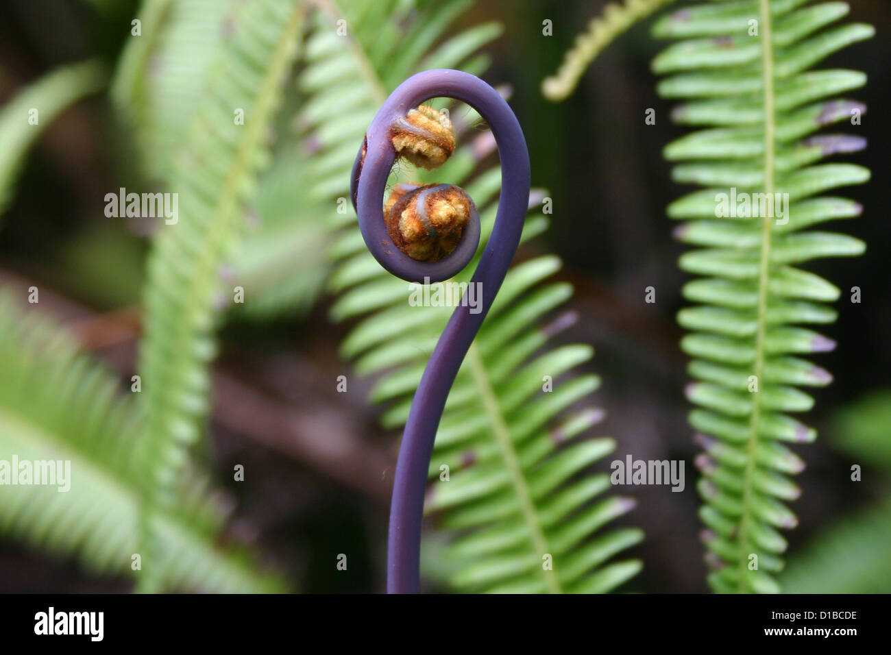 Black fiddlehead fern tendril with ferns in background Stock Photo Alamy