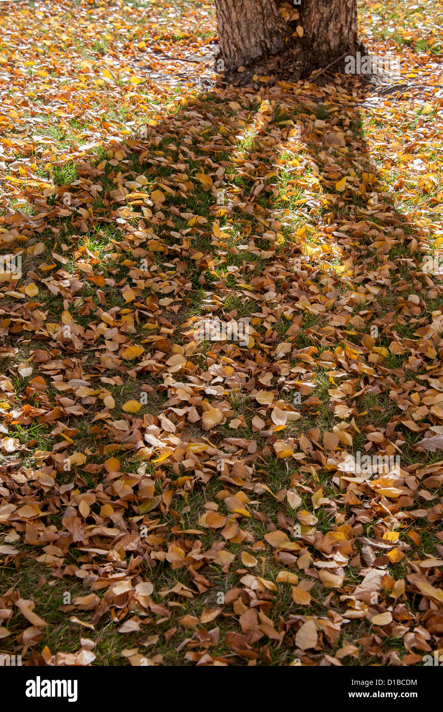 Tree shadow over freshly fallen leaves in Boise, Idaho. Stock Photo