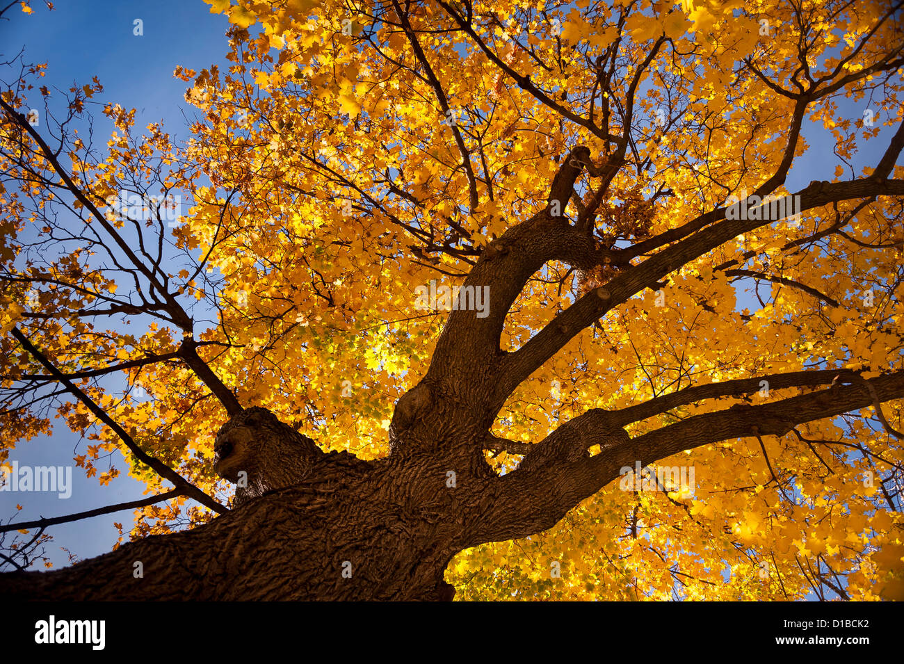 Fall color the maple trees in Boise, Idaho. Stock Photo