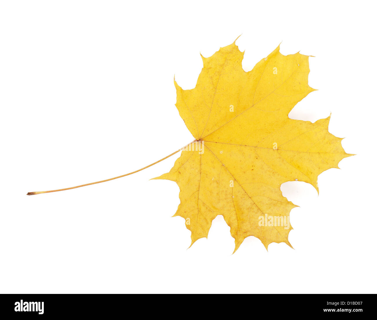 Autumn yellow maple leaf. Isolated on white background Stock Photo - Alamy