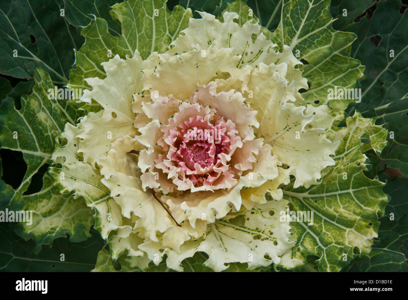 Pointed cabbage for sale on the Filder plane Stock Photo - Alamy