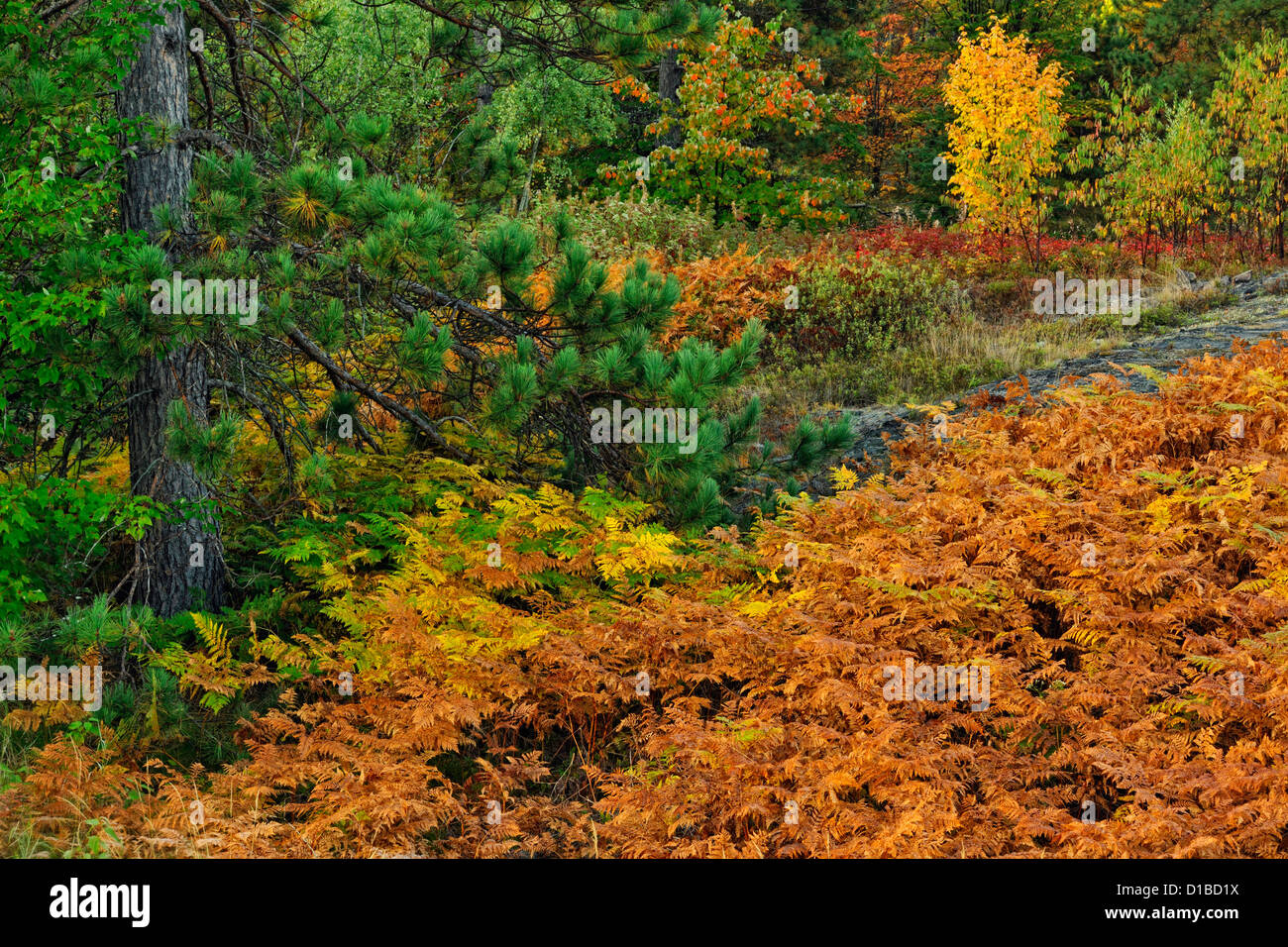 Red pine and bracken fern colony, Greater Sudbury, Ontario, Canada Stock Photo