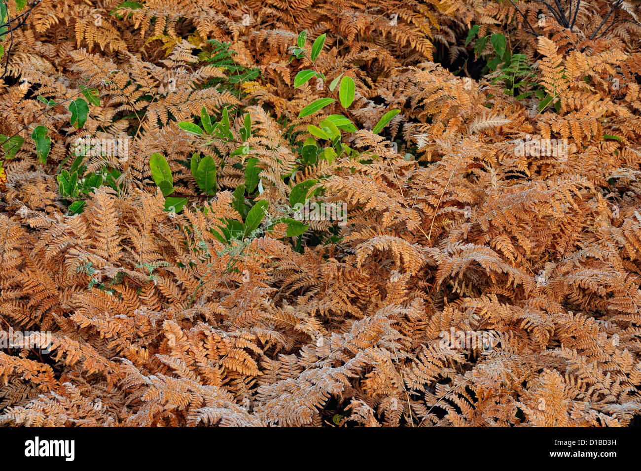 Roadside bracken ferns and birches Greater Sudbury, Ontario, Canada Stock Photo