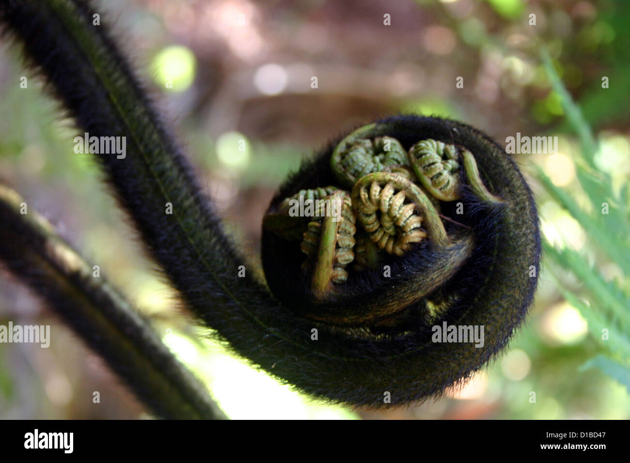 Fiddlehead fern with black hairs Stock Photo