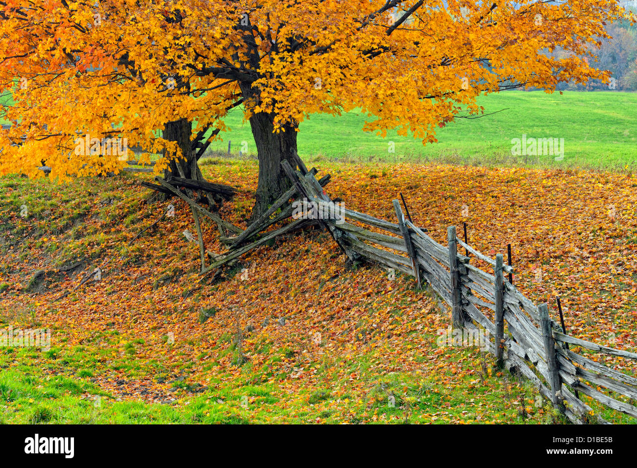 Maple tree and cedar split-rail fence, near Little Current, Manitoulin Island, Ontario, Canada Stock Photo