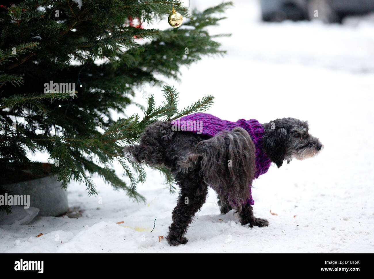 A dog in winter clothes pees onto a tree in Berlin, Germany, 13 December 2012. Photo Kay
