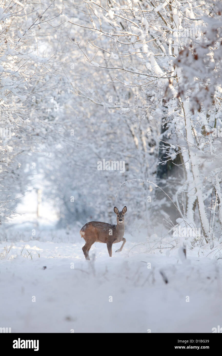 Roe Deer (Capreolus Capreolus) in a forest near Batenburg, The Netherlands. Stock Photo