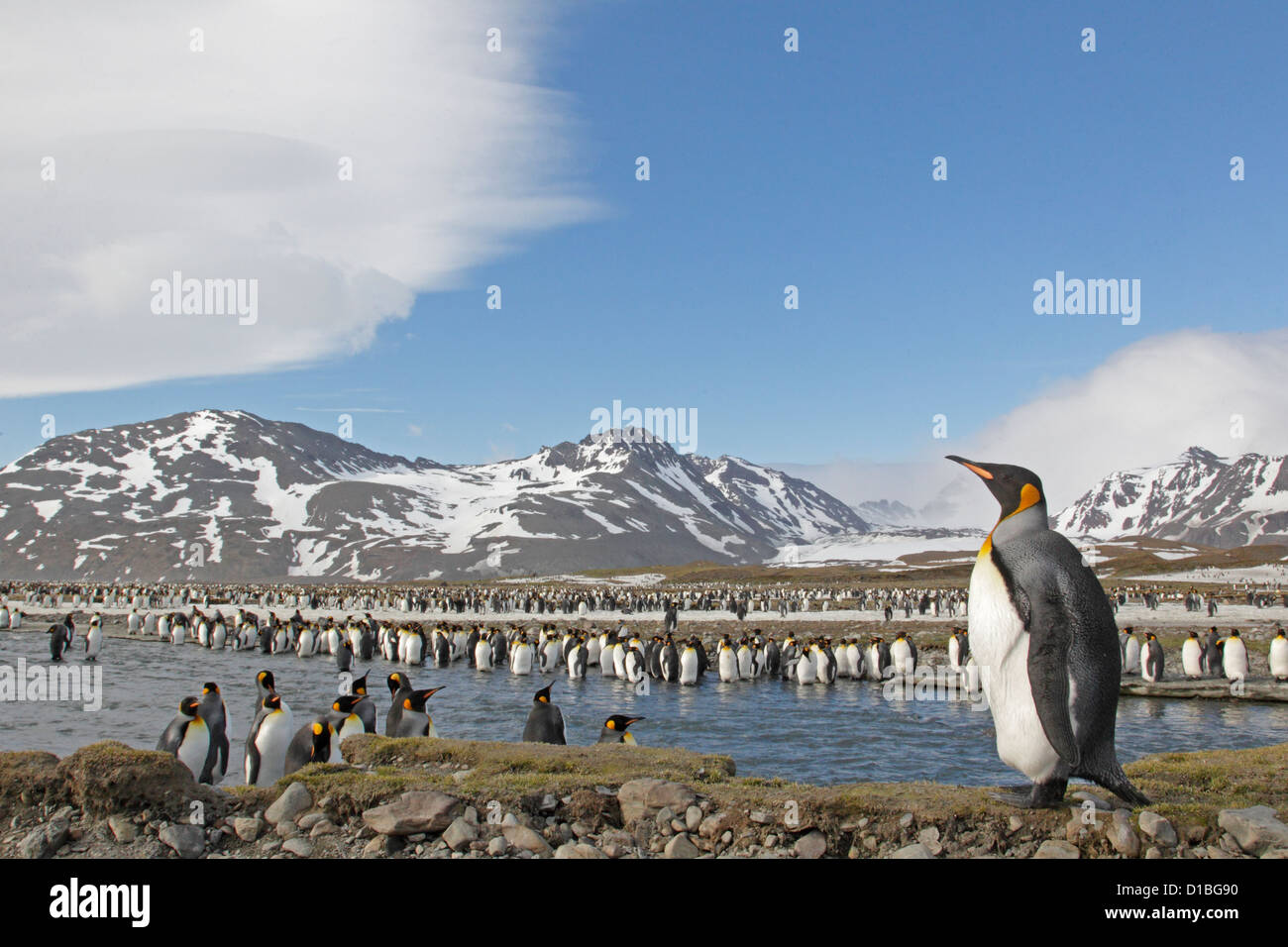 Adult King penguin looking over the colony at St Andrews Bay Stock Photo